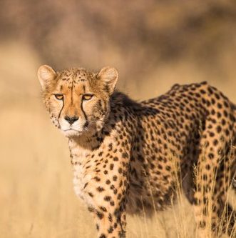 Cheetah-530119-unsplash