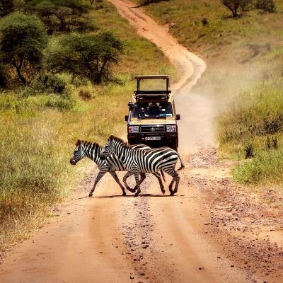 serengeti-wildlife-zebra-game-drive-20005-plnpbnd5jpk6ap14hy4a5hhowrboq97snsaj1pakkg